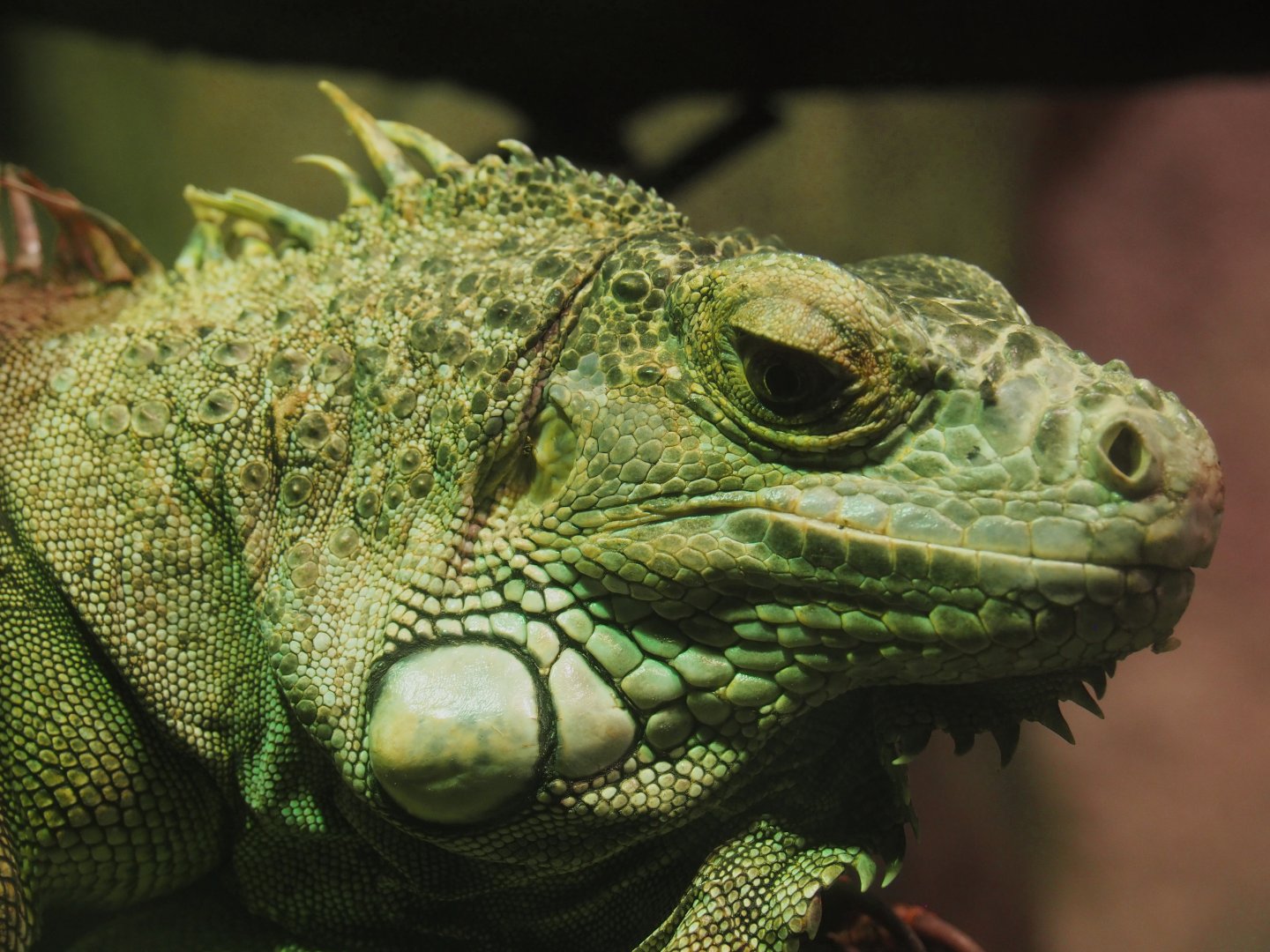Green iguana (Iguana iguana), 2020-06-20