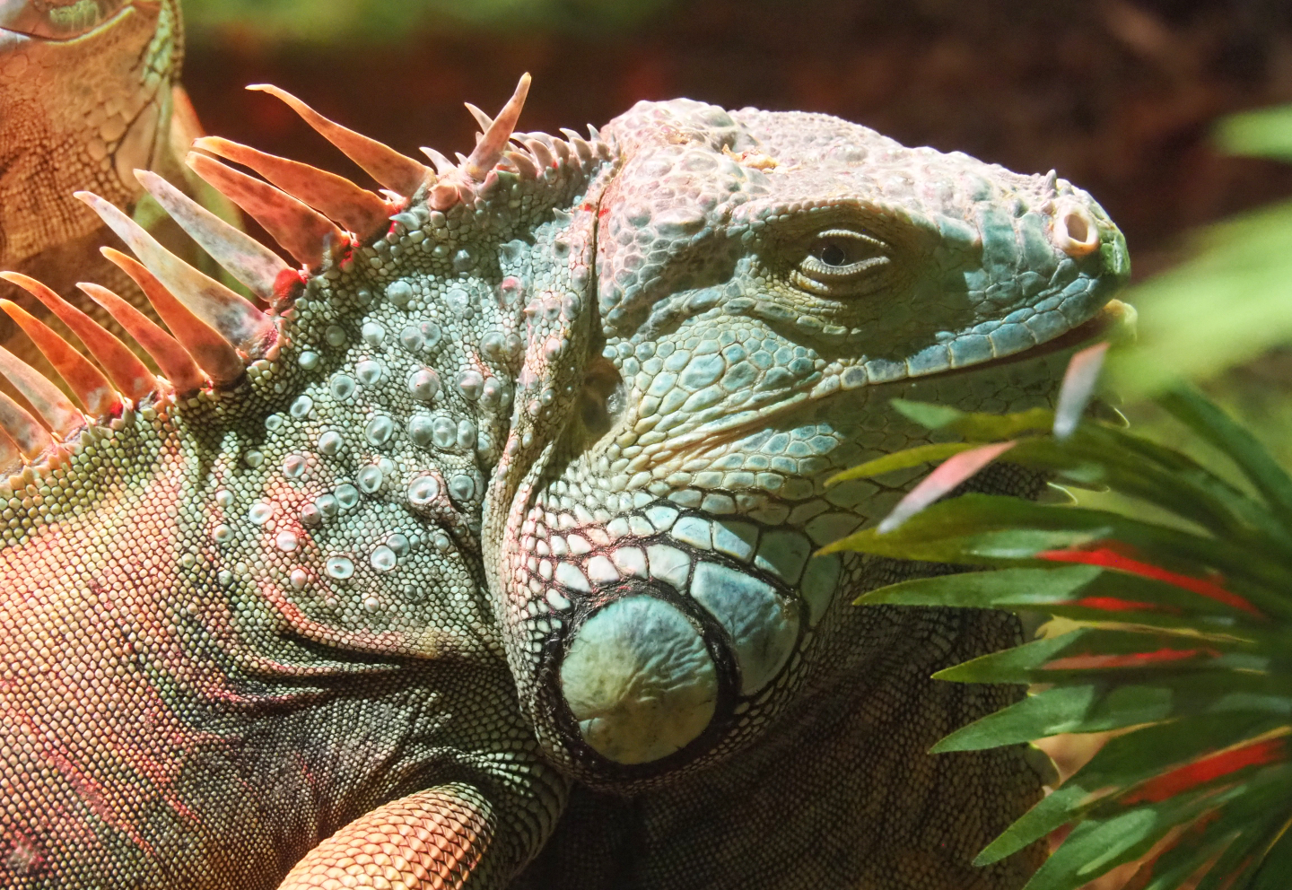 Green iguana (Iguana iguana), 2020-09-02