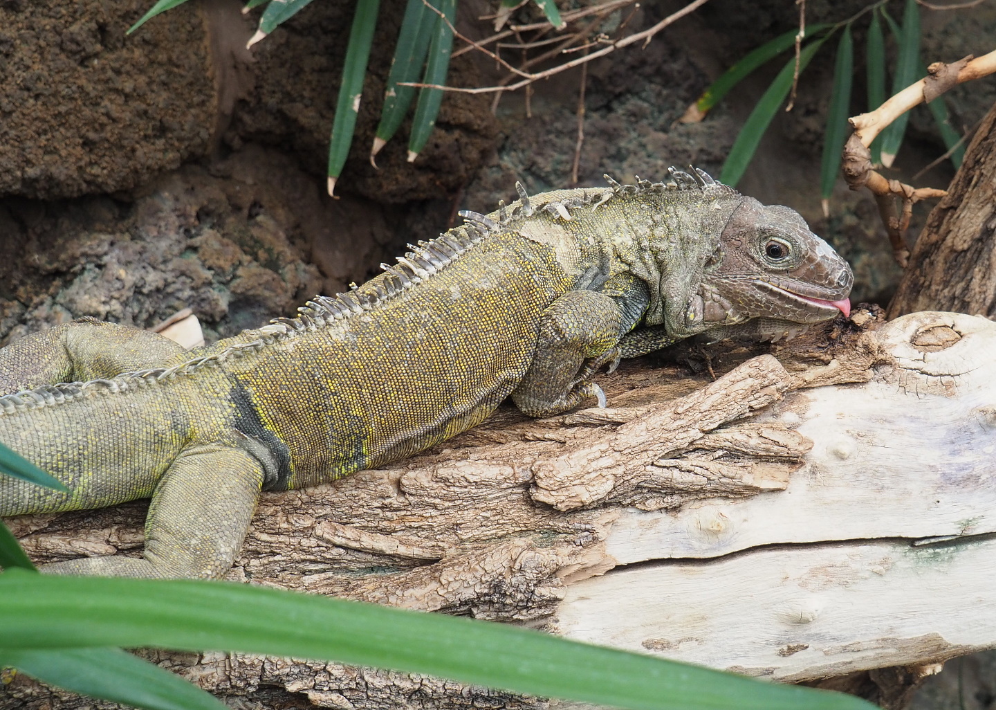 Green iguana (Iguana iguana), 2021-06-12