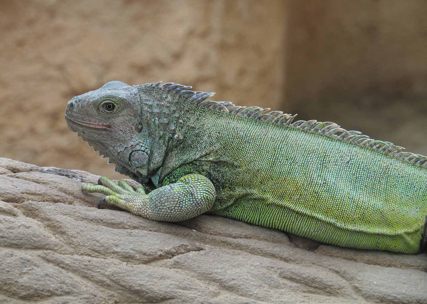 Green iguana (Iguana iguana), 2021-06-12