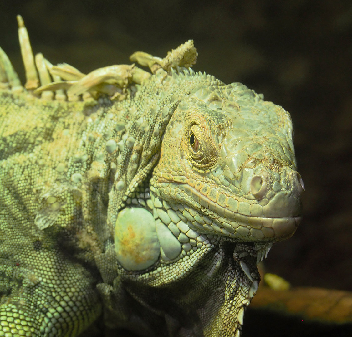 Green iguana (Iguana iguana), 2022-09-14
