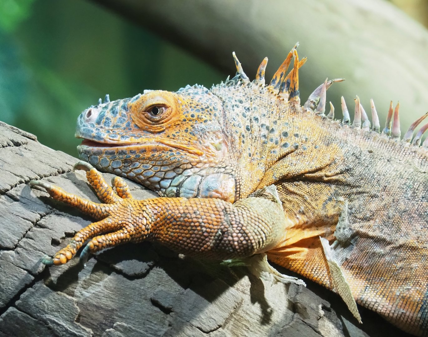 Green iguana (Iguana iguana), 2023-05-15