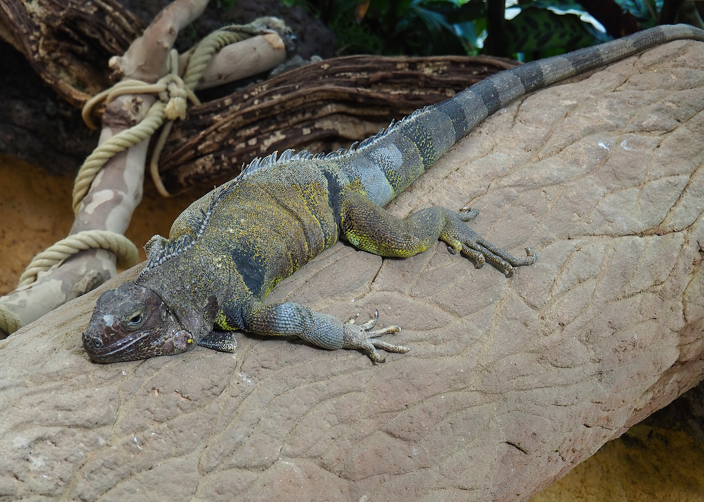 Green iguana (Iguana iguana), 2023-07-22