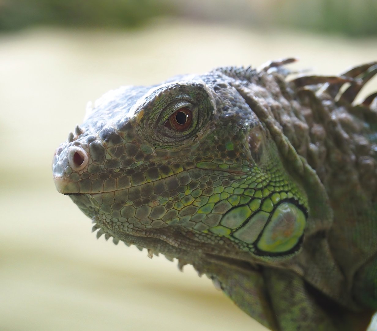 Green iguana (Iguana iguana), 2023-10-13