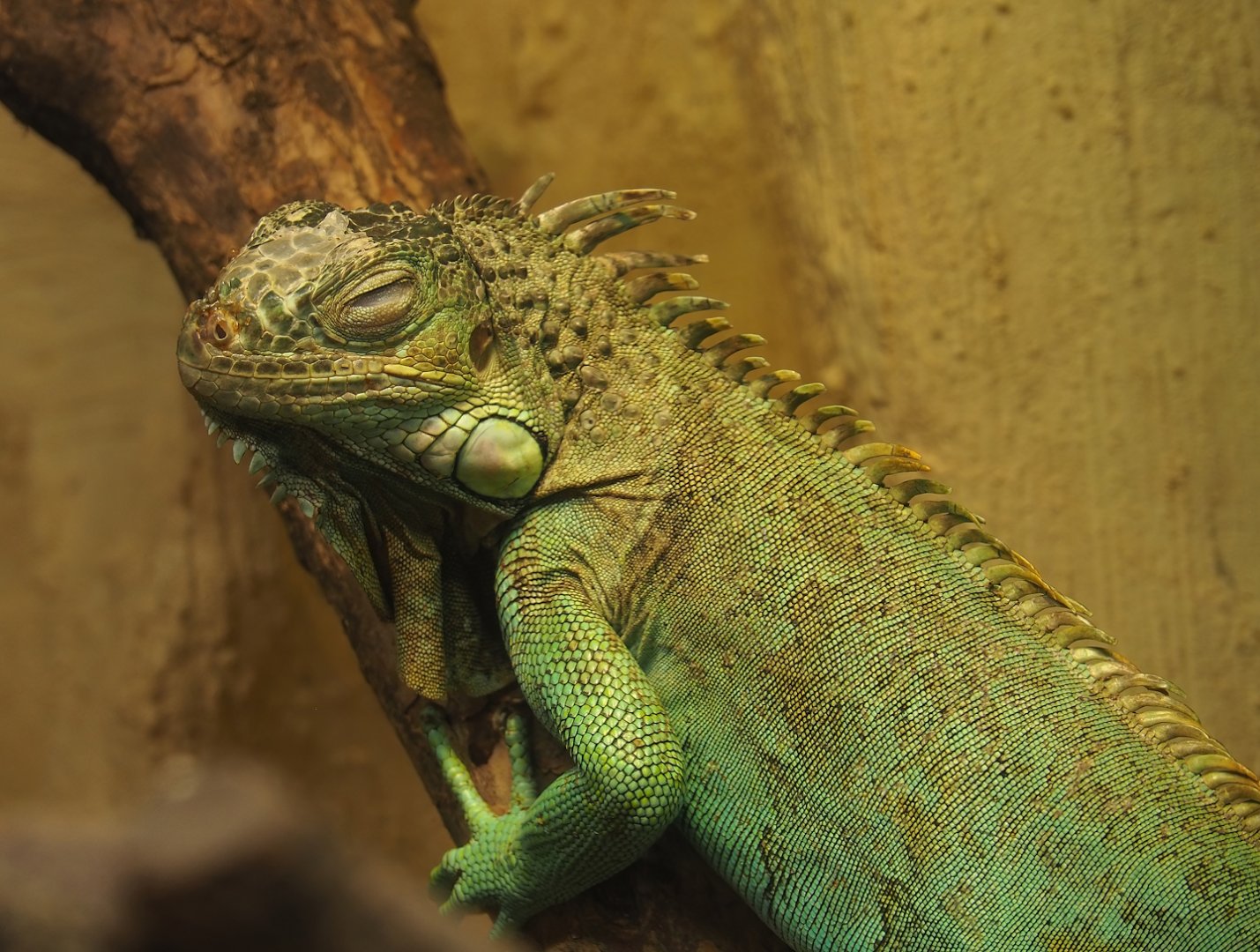 Green iguana (Iguana iguana), 2023-10-13