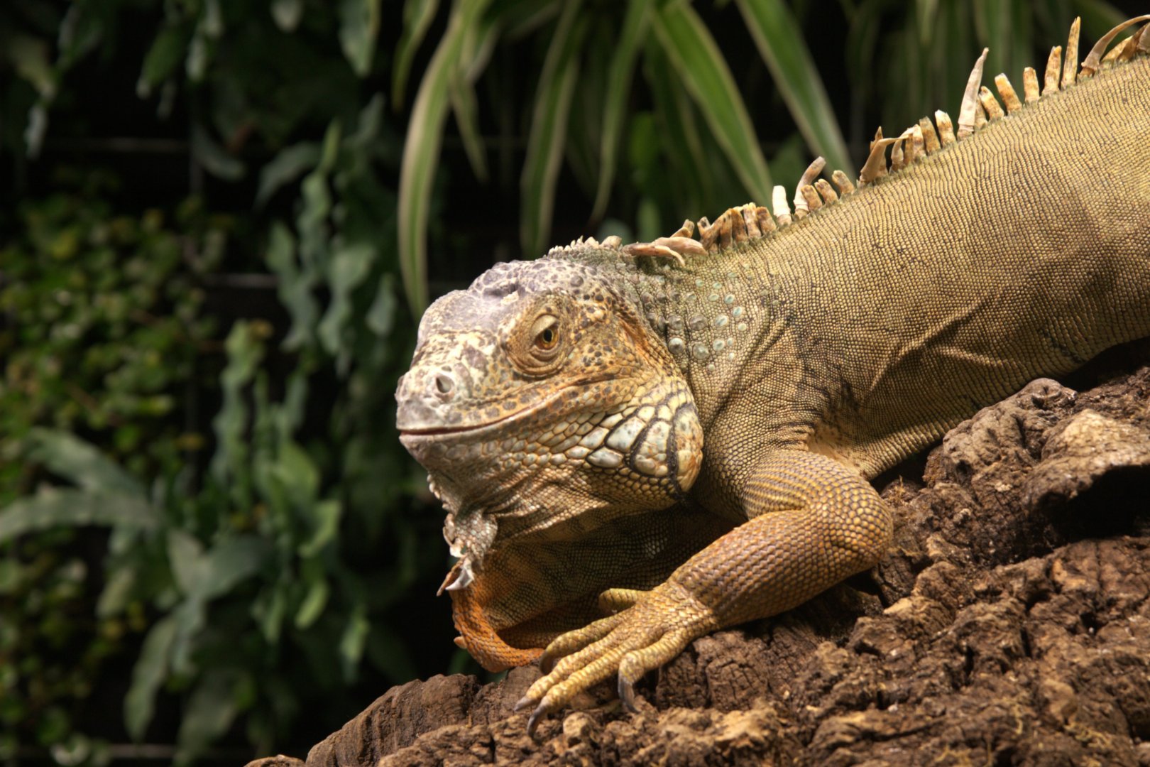 Green Iguana (Iguana iguana), 2025-08-23