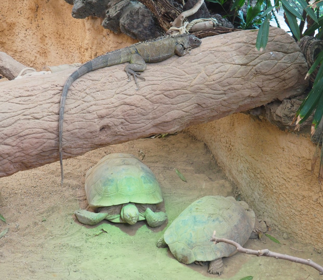 Green iguana (Iguana iguana) and African spurred tortoises (Centrochelys sulcata), 2022-05-26