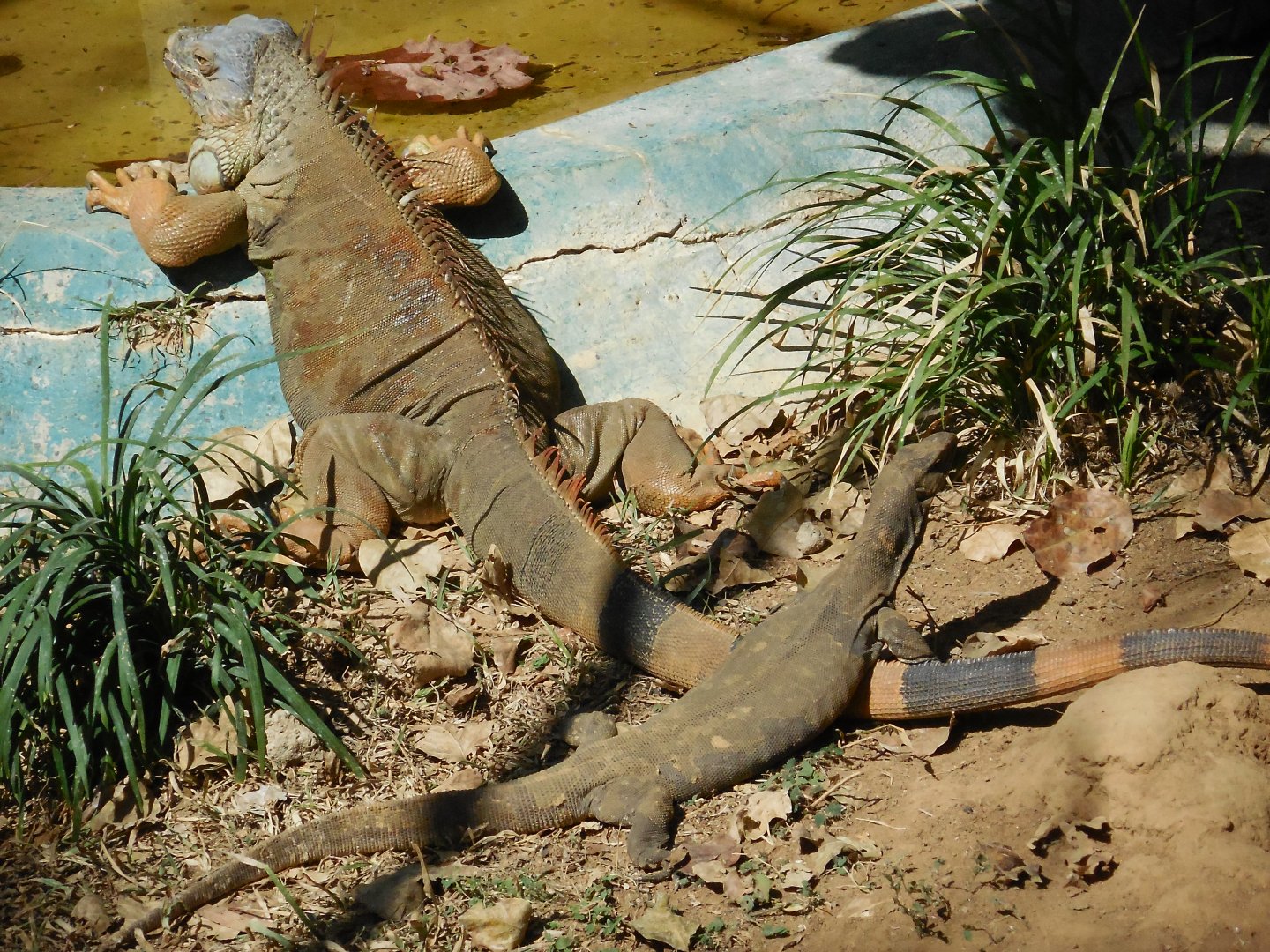 Green Iguana (Iguana iguana) and Bengal Monitor (Varanus bengalensis)