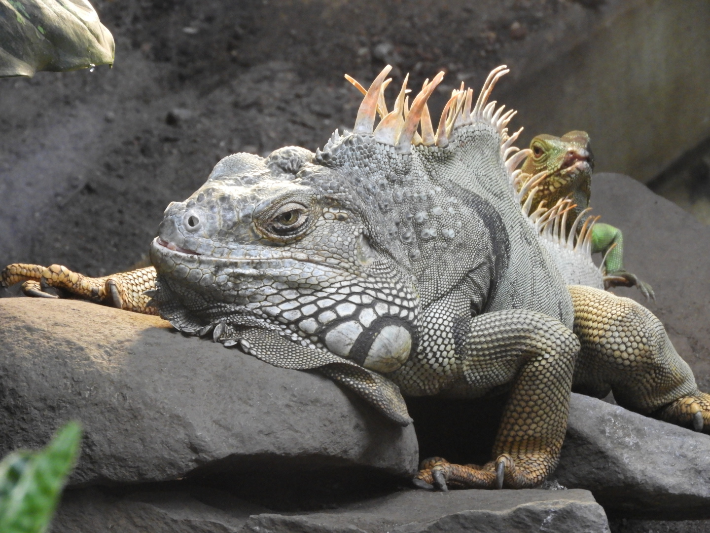 Green Iguana (Iguana iguana) and Chinese Water Dragon (Physignathus cocincinus)