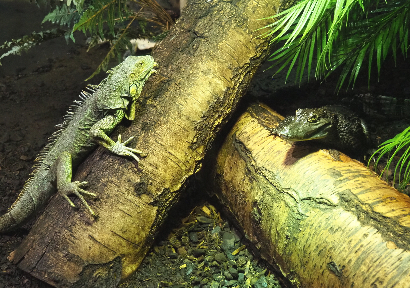 Green iguana (Iguana iguana) and Colombia spectacled caiman (Caiman crocodilus crocodilus), 2021-09-03