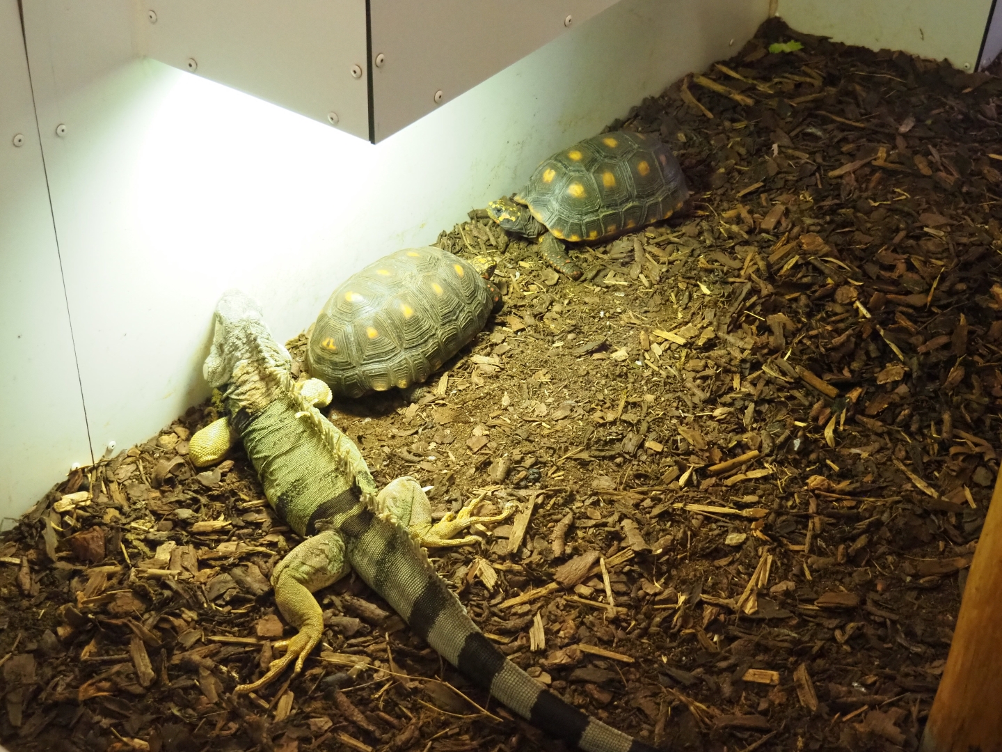 Green iguana (Iguana iguana) and red-footed tortoises (Chelonoidis carbonaria)