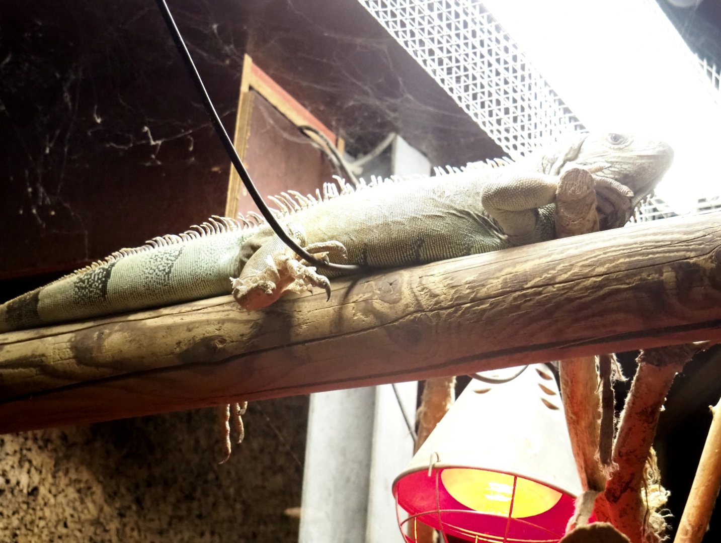 Green iguana (Iguana iguana), Aug 28th, 2018