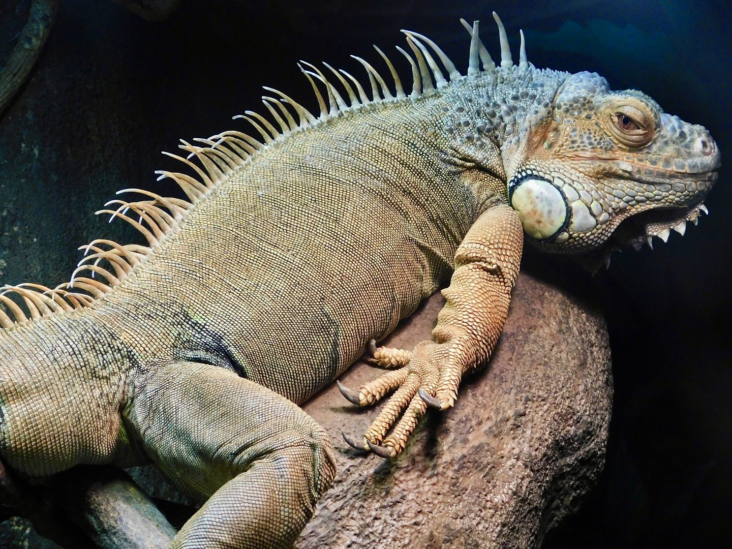 Green Iguana (Iguana iguana) August 11, 2025