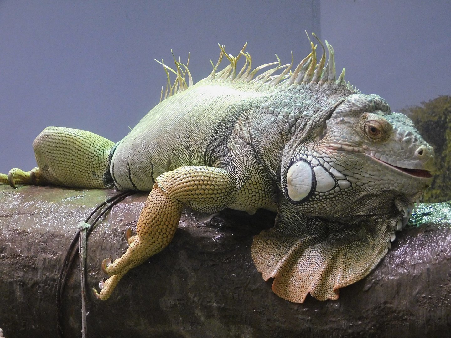 Green Iguana (Iguana iguana) August 30, 2025