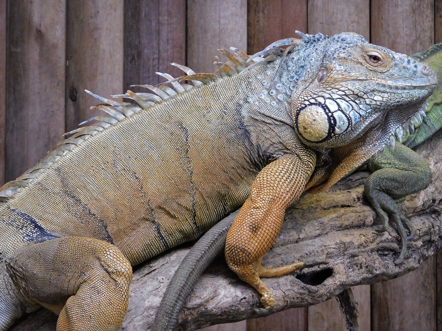 Green Iguana (Iguana iguana) August 4, 2025