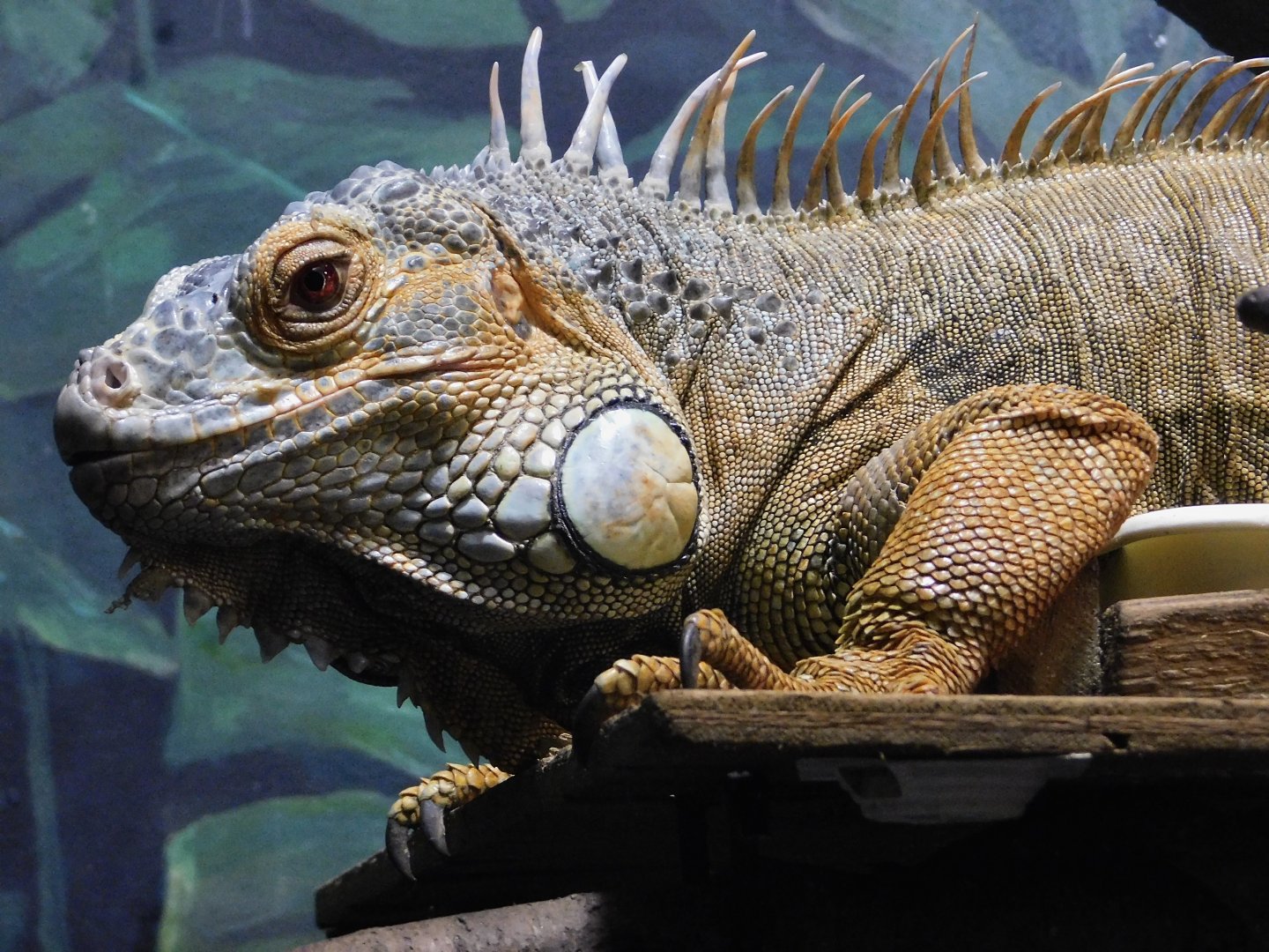 Green Iguana (Iguana iguana) August 8, 2025