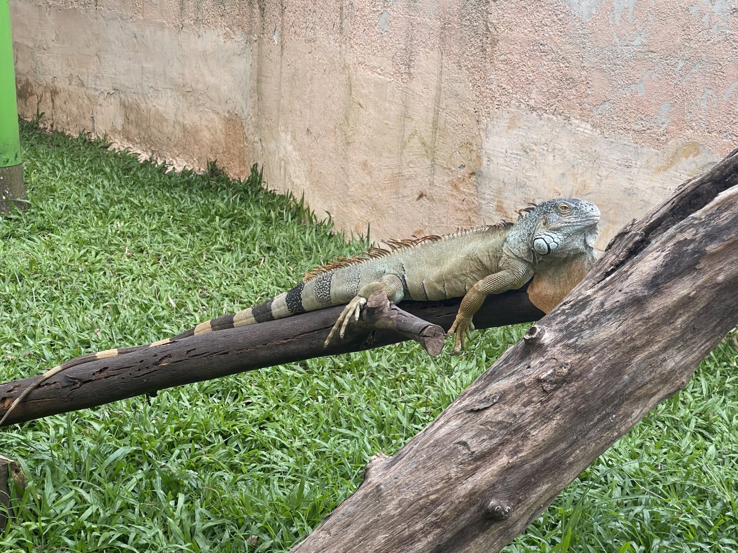 green iguana (iguana iguana) - aviary park