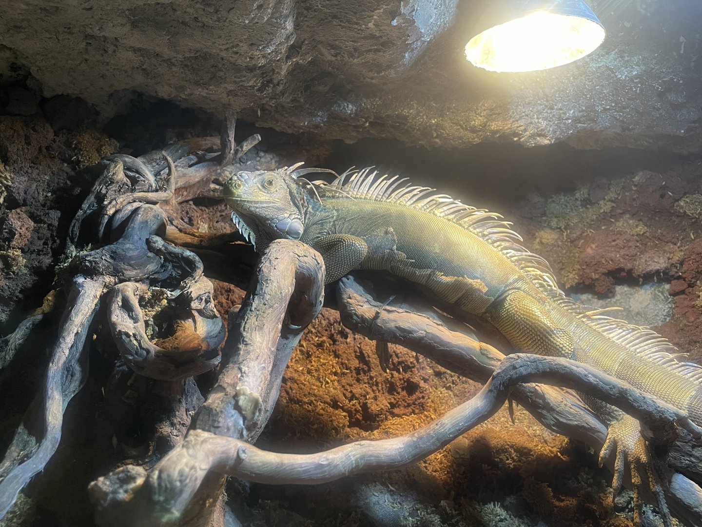 green iguana (iguana iguana) - BX Sea