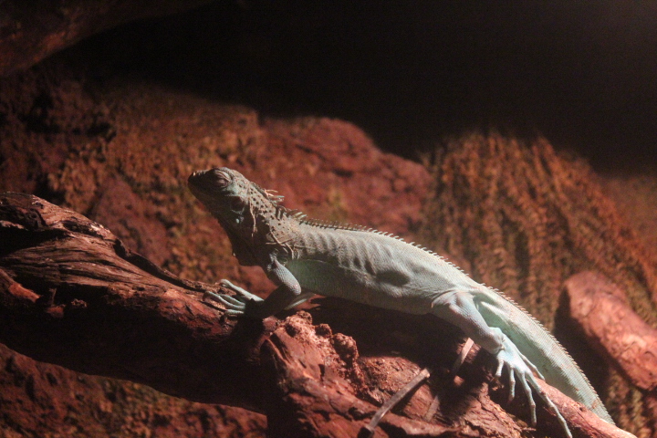 Green iguana (Iguana iguana) - BXSea