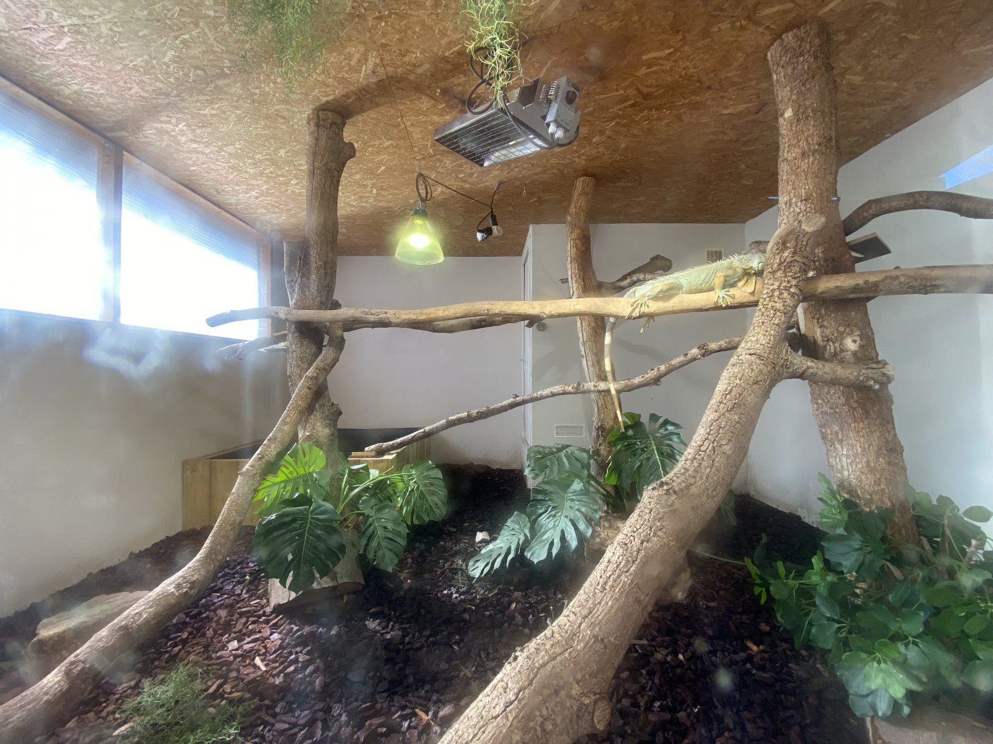 Green iguana (Iguana iguana) exhibit