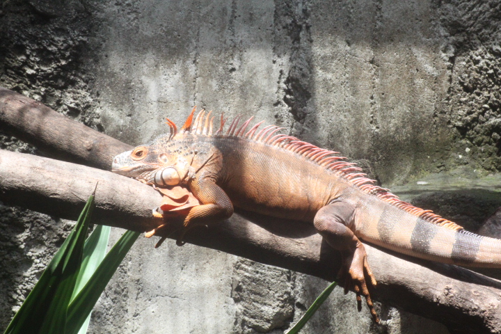 Green iguana (Iguana iguana iguana)