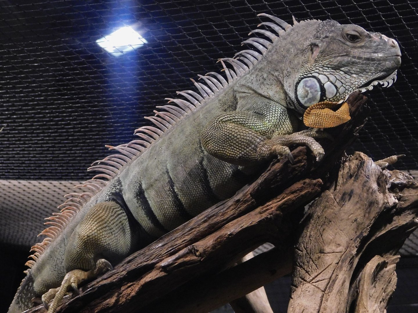 Green Iguana (Iguana iguana) Kawasui Kawasaki Aquarium September 18, 2025