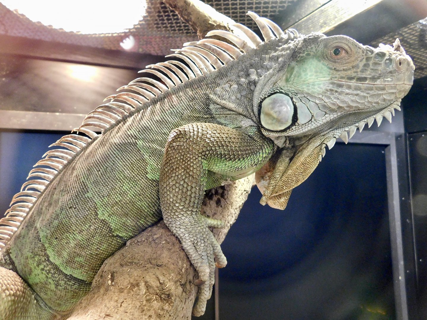 Green Iguana (Iguana iguana) March 30, 2025