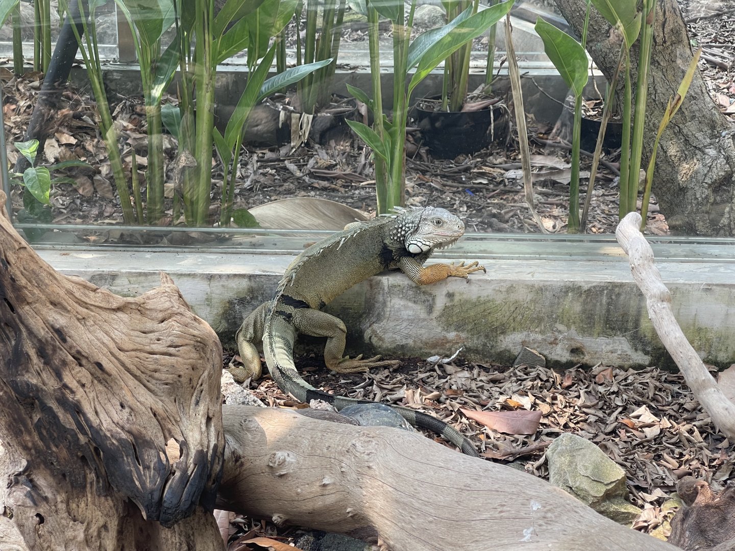 green iguana (iguana iguana) - museum komodo