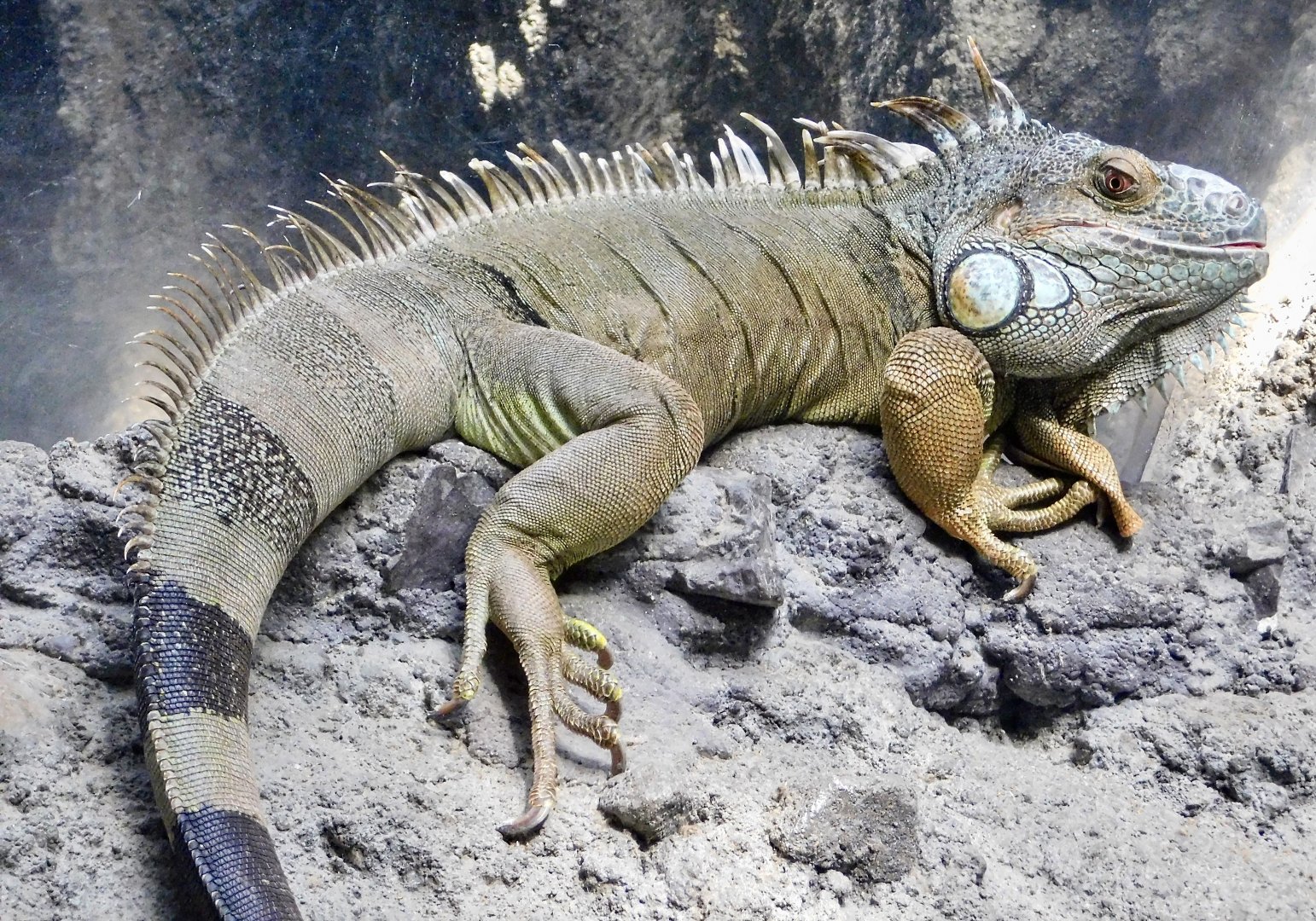 Green Iguana (Iguana iguana) November 29, 2025