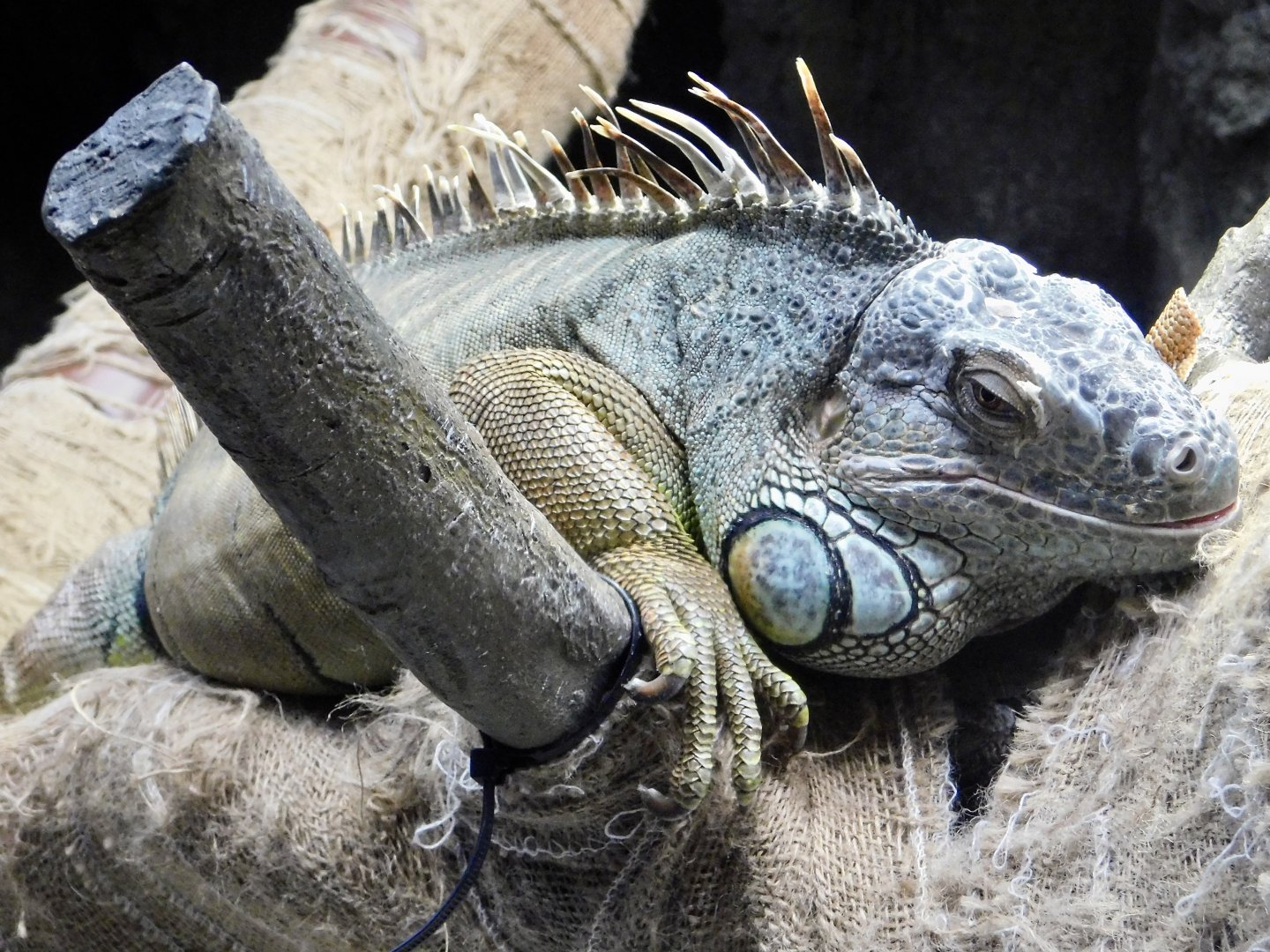 Green Iguana (Iguana iguana) October 18, 2025