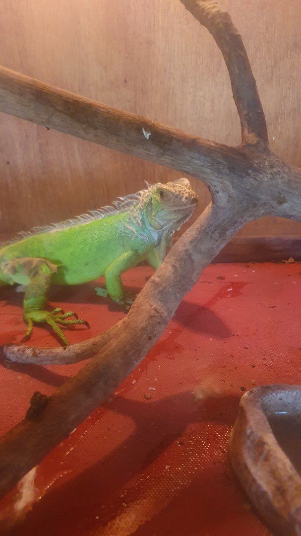 Green Iguana (Iguana iguana) - Solo Safari