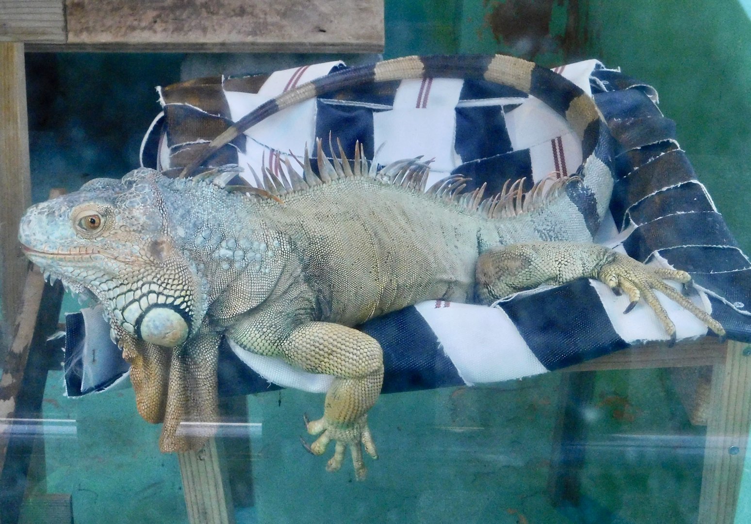 Green Iguana (Iguana iguana) - Tobu Zoo November 15, 2025