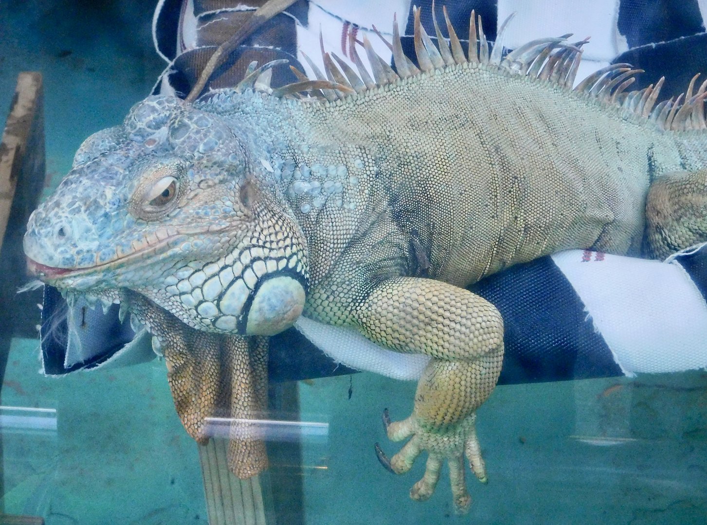 Green Iguana (Iguana iguana) - Tobu Zoo November 15, 2025