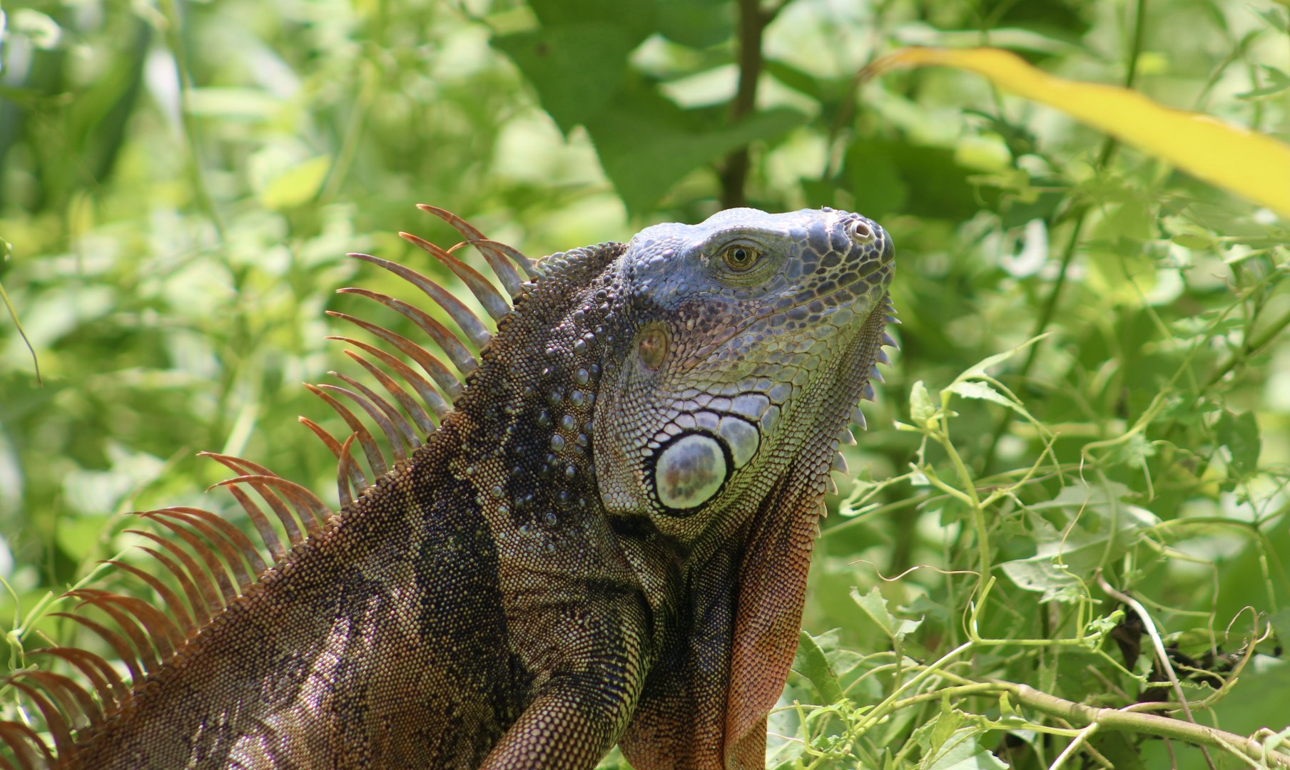 Green Iguana (Iguana iguana) - wild