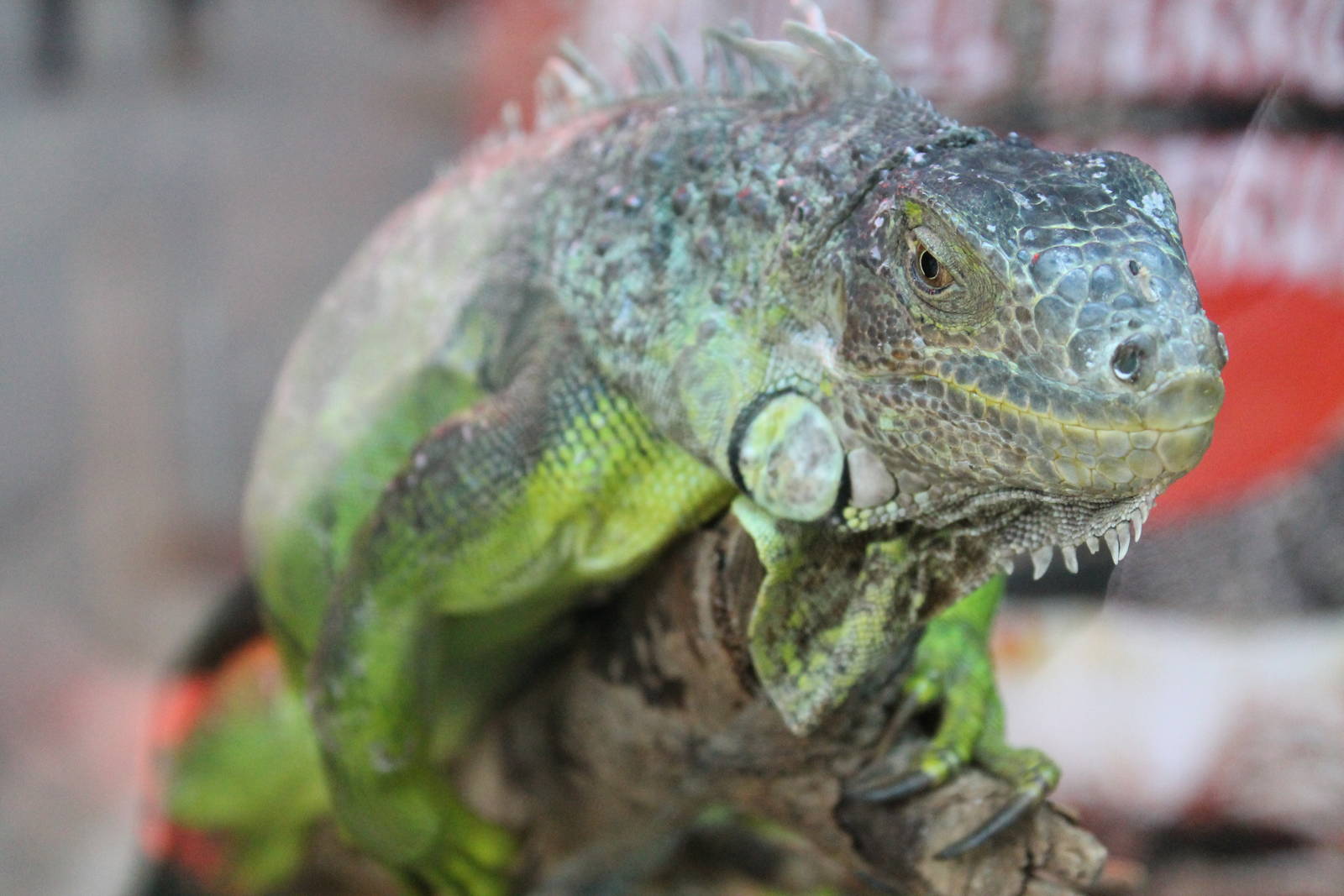 green iguana (Iguana iguana)