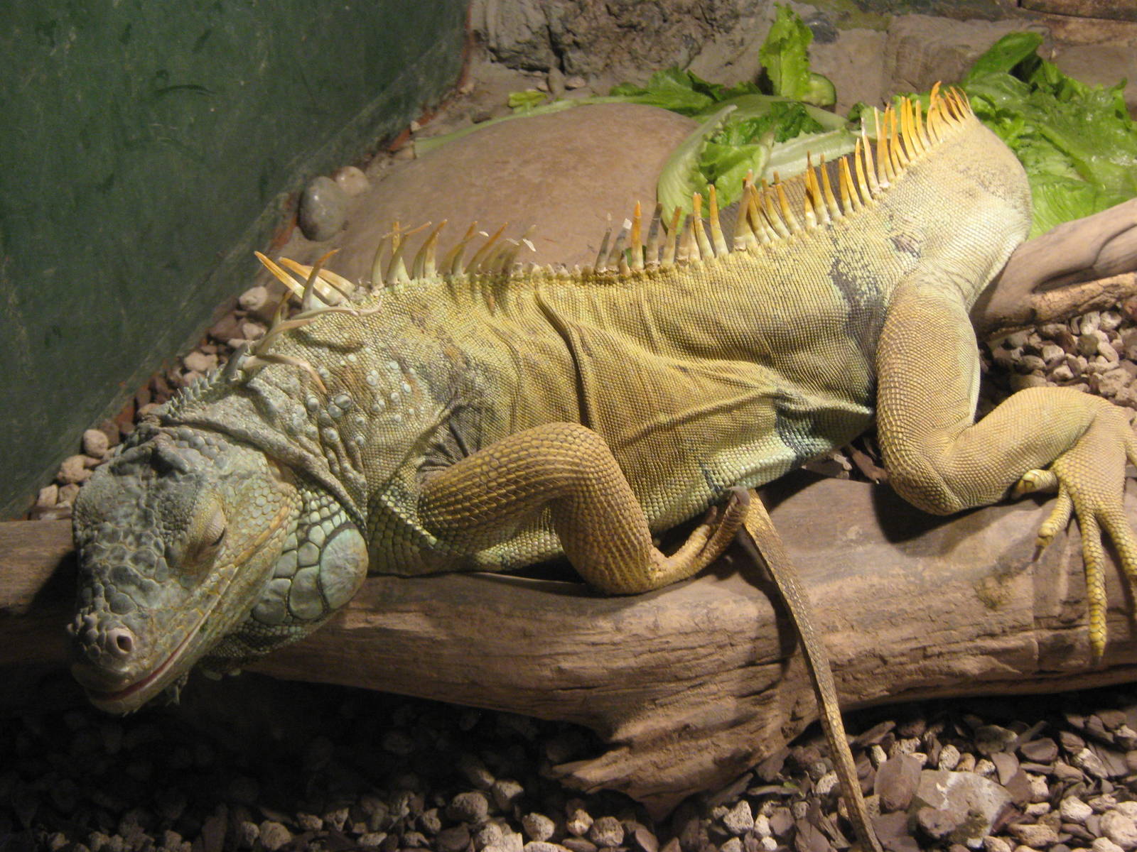 green iguana (Iguana iguana)