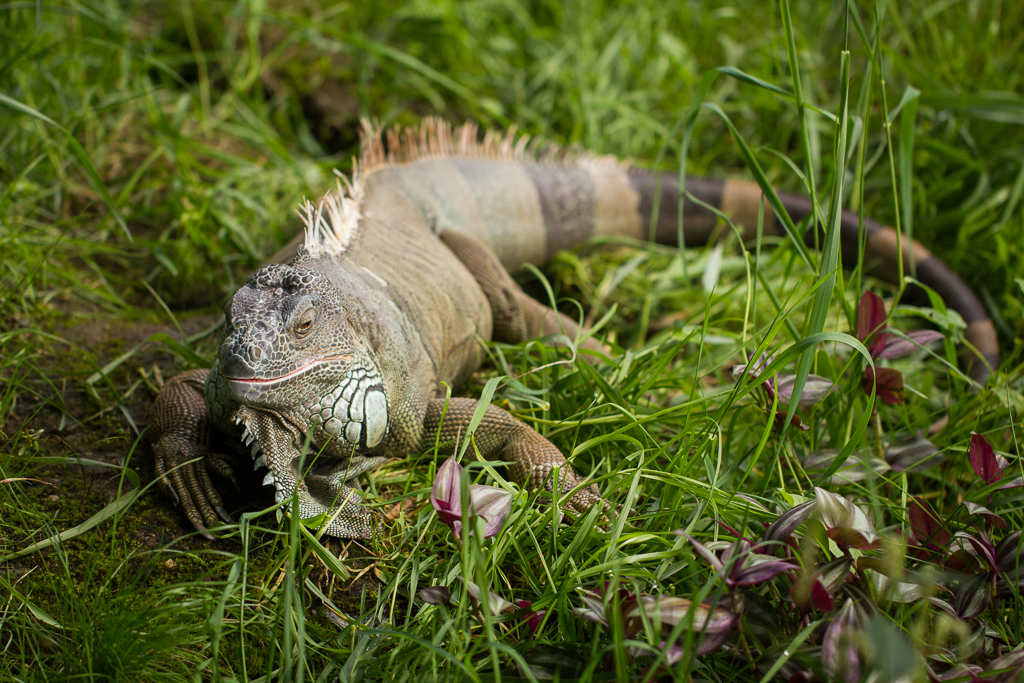 Green iguana - Iguana iguana
