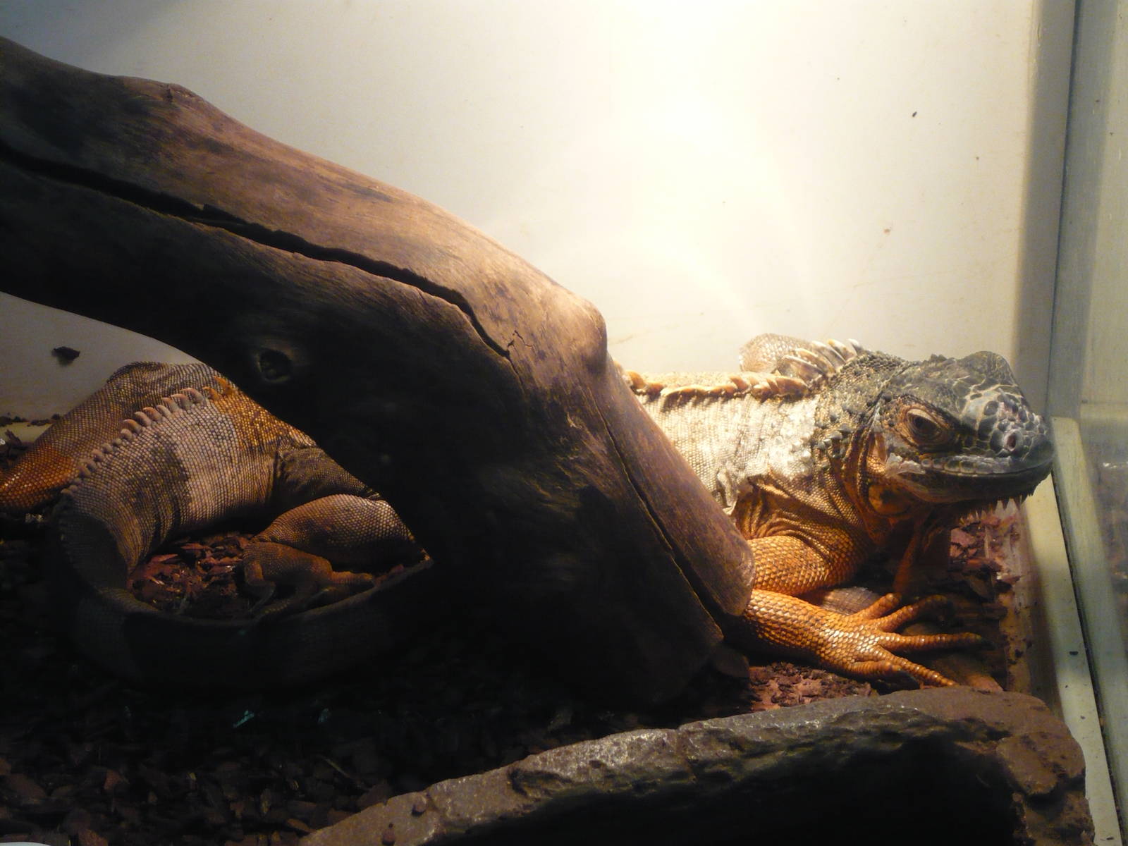 Green iguana (Iguana iguana)