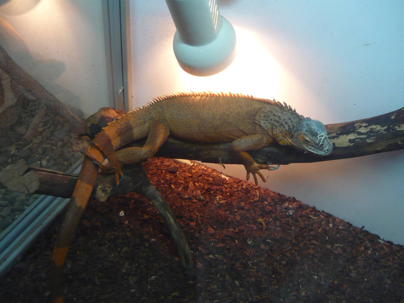 Green iguana (Iguana iguana)