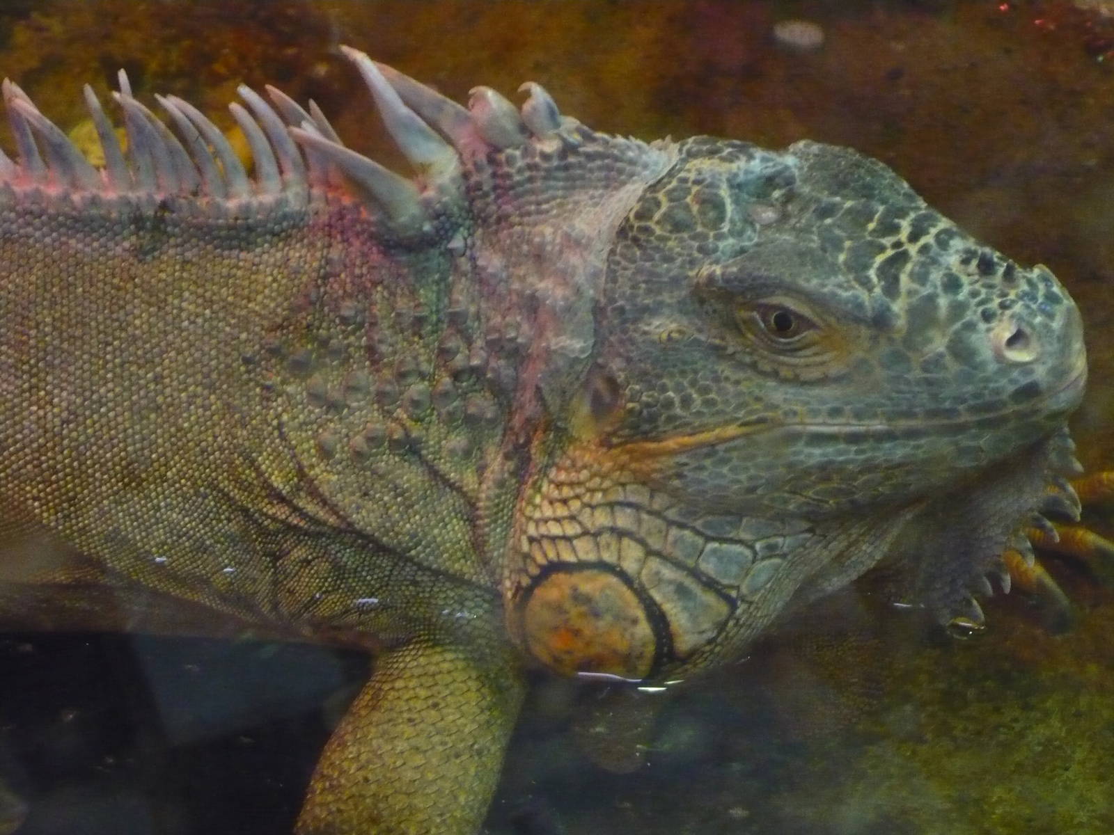 Green iguana (Iguana iguana)