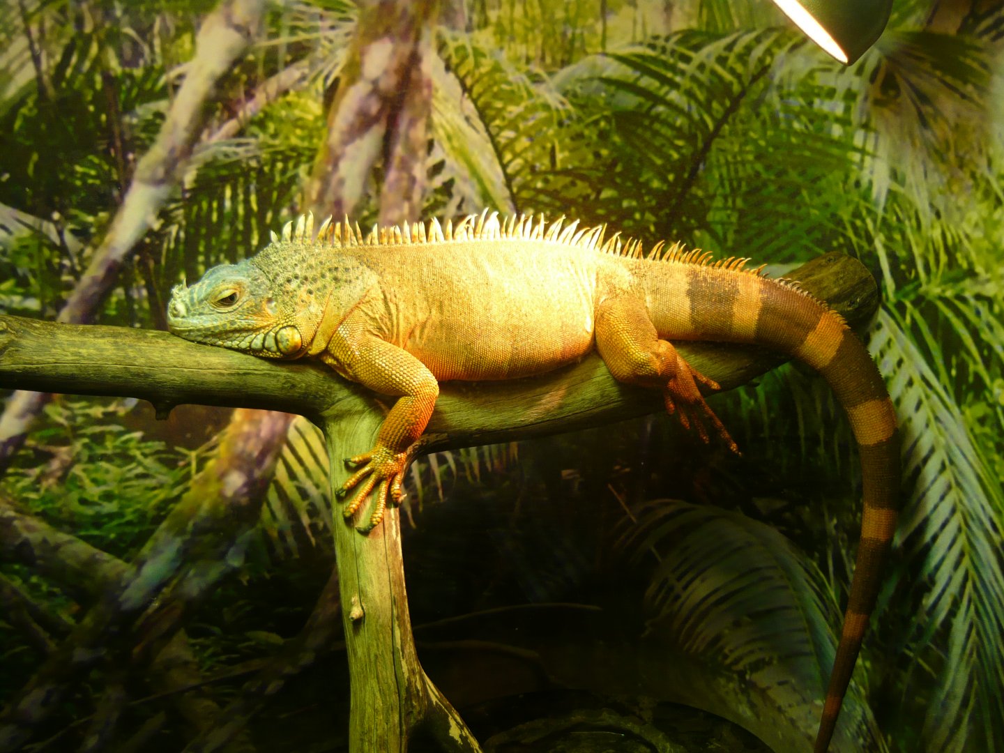 Green iguana (Iguana iguana)