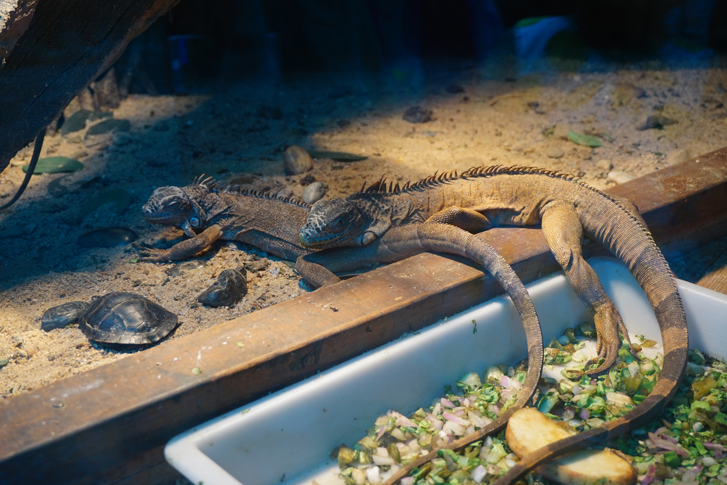 Green iguana (Iguana iguana)
