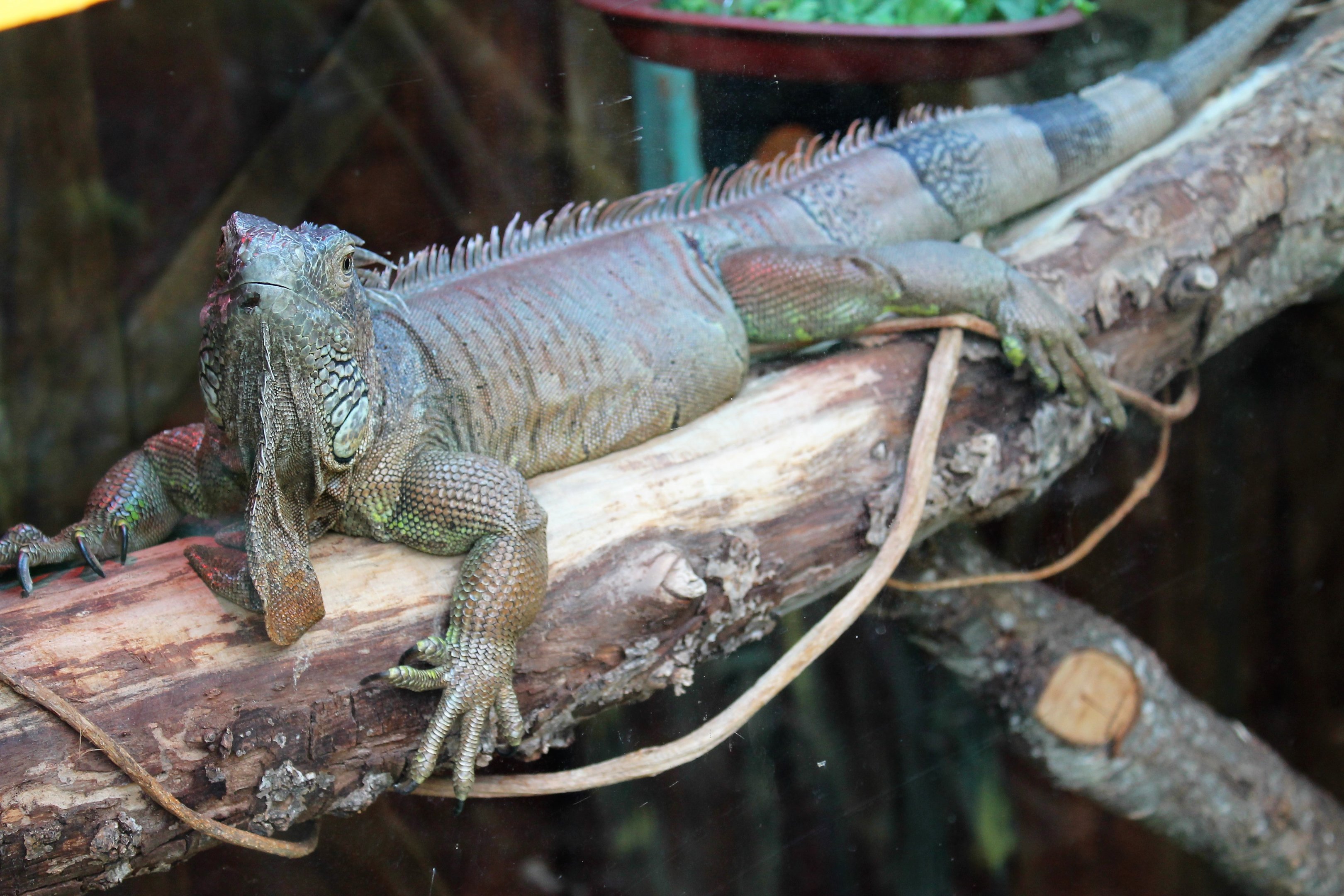 Green Iguana (Iguana iguana)