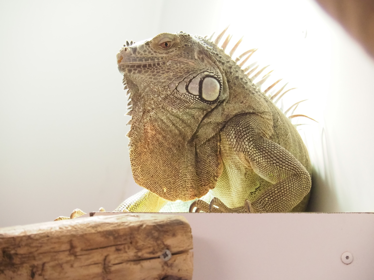 Green iguana (Iguana iguana)