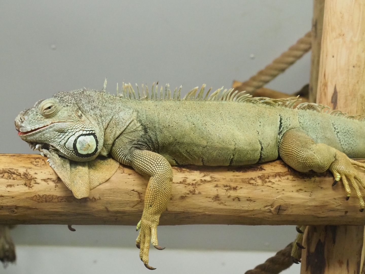 Green iguana (Iguana iguana)