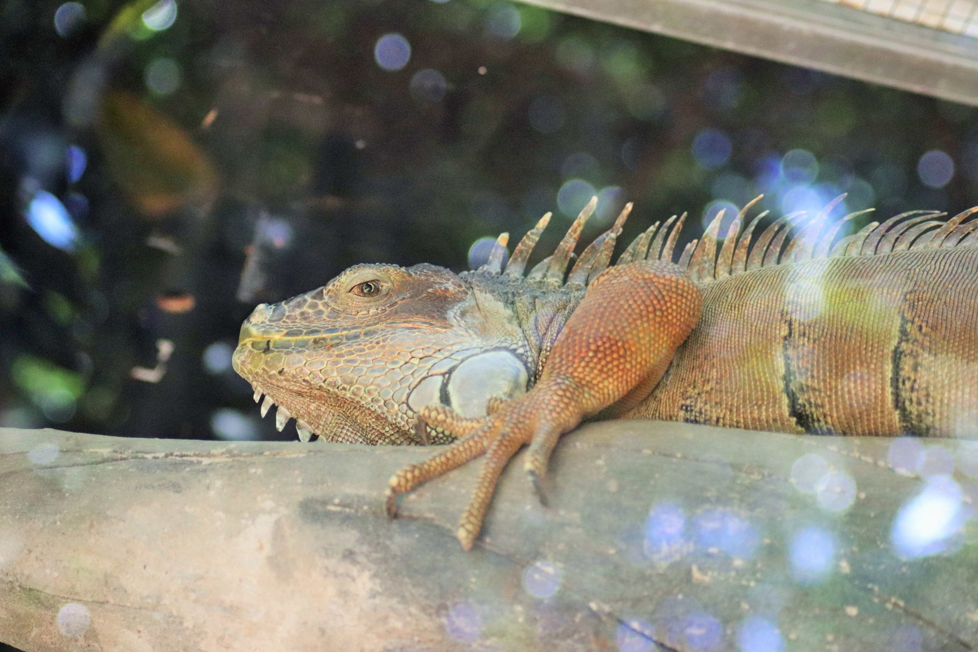 Green Iguana (Iguana iguana)