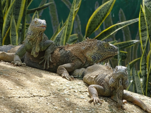 Green iguana (Iguana iguana)
