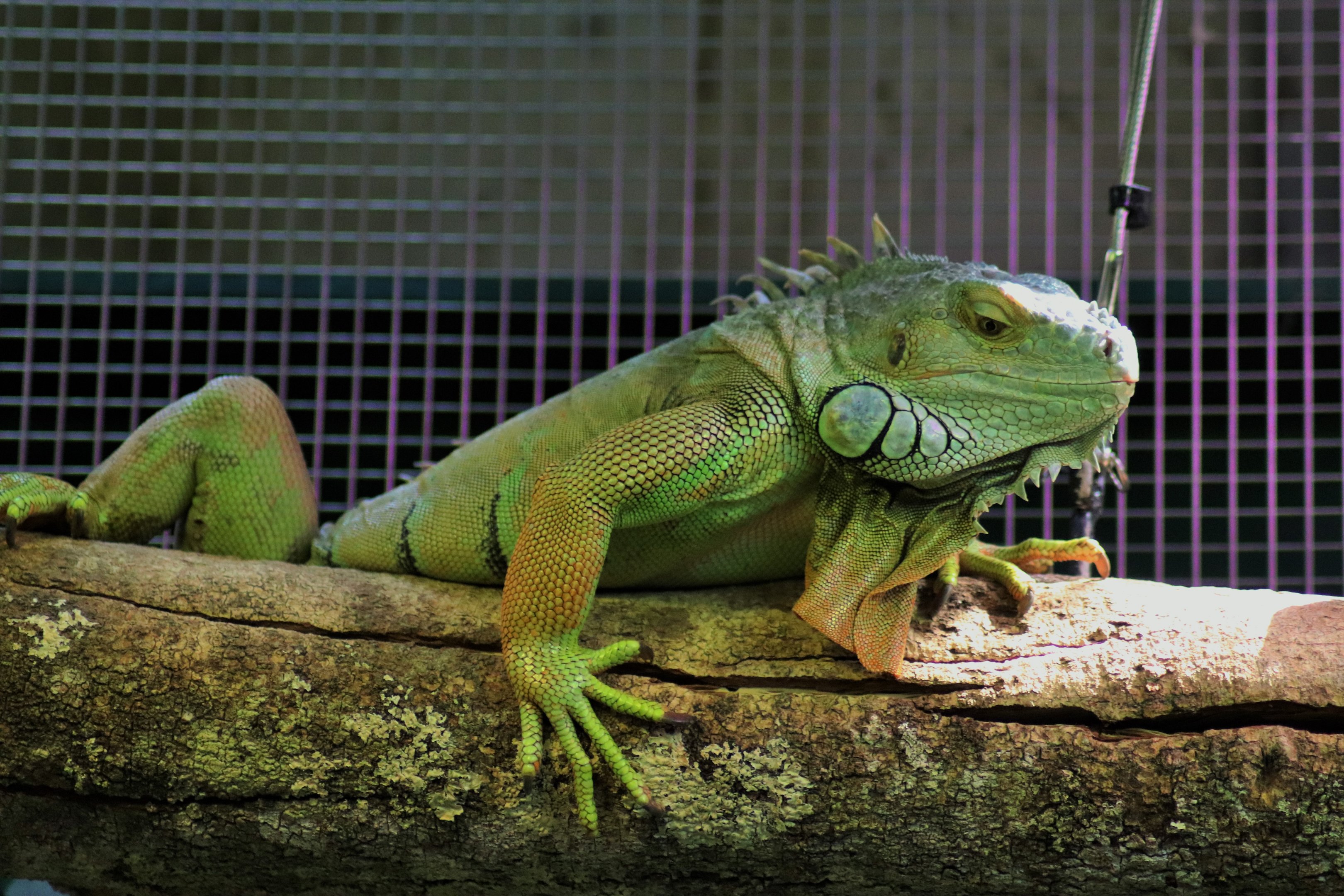Green Iguana (Iguana iguana)