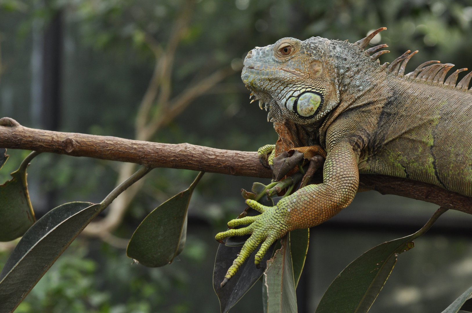 green iguana (Iguana iguana)