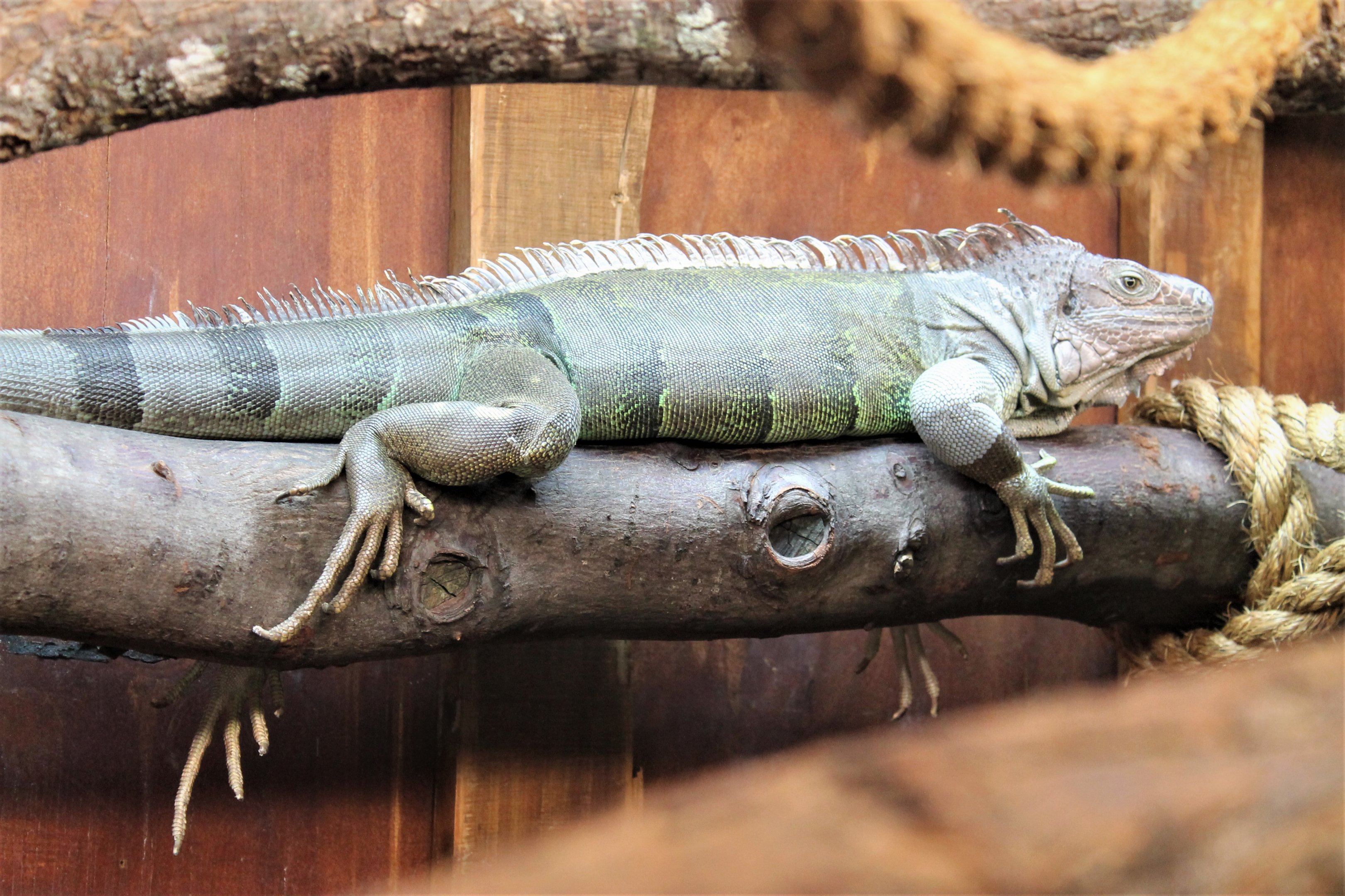 Green Iguana (Iguana iguana)